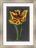 Midnight Tulip III Fine Art Print