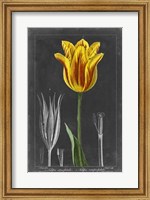 Midnight Tulip V Fine Art Print