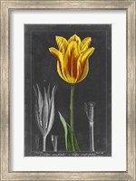Midnight Tulip V Fine Art Print