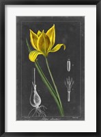 Midnight Tulip VI Fine Art Print