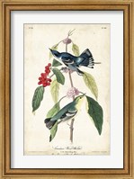 Cerulean Wood Warbler Fine Art Print