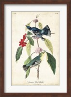 Cerulean Wood Warbler Fine Art Print