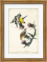 American Goldfinch Fine Art Print