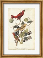 Summer Red Bird Fine Art Print