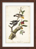Downy Woodpecker Fine Art Print