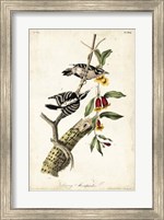 Downy Woodpecker Fine Art Print