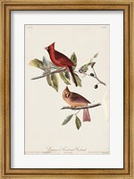 Common Cardinal Grosbeak Fine Art Print