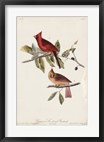 Common Cardinal Grosbeak Fine Art Print