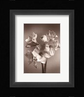 Amaryllis Fine Art Print