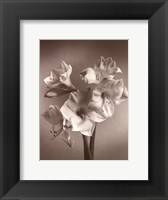 Amaryllis Fine Art Print