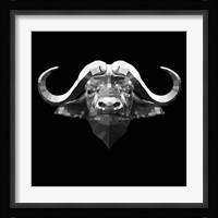 Black Buffalo Fine Art Print