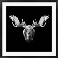 Moose Head Fine Art Print