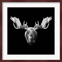 Moose Head Fine Art Print