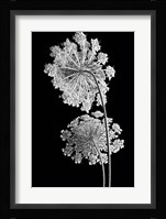 Queen Anne Lace Fine Art Print