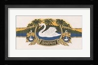 Swan Fine Art Print