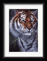Tiger In The Midst Fine Art Print