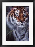 Tiger In The Midst Fine Art Print