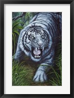 White Tiger Fine Art Print