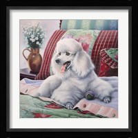 White Poodle Fine Art Print