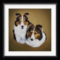 Collies 1 Fine Art Print