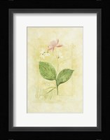 Pink Bloom 1 Fine Art Print