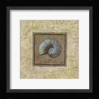 Sea Shell II Fine Art Print