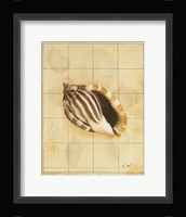 Shell Grid II Fine Art Print