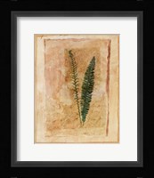 Botanical II Framed Print