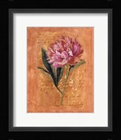 Botanical III Framed Print