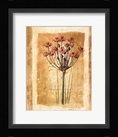 Botanical IV Framed Print