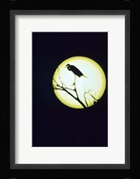 Egret Silhouette Fine Art Print