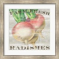 Farm Fresh Radishes Fine Art Print