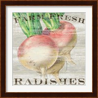 Farm Fresh Radishes Fine Art Print