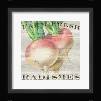 Farm Fresh Radishes Framed Print