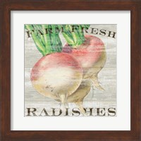 Farm Fresh Radishes Fine Art Print