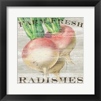 Farm Fresh Radishes Framed Print
