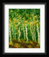 Birch Trees Fine Art Print