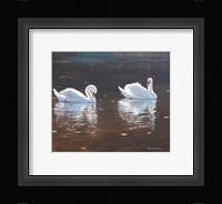 Illustrious Swans Fine Art Print