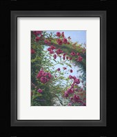 Rose Burst Fine Art Print