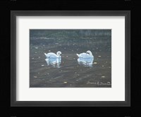 Preening Swans Fine Art Print