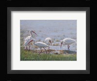 Ibis Excursion Fine Art Print