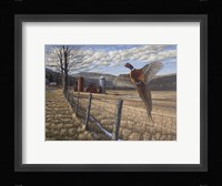 Pheasant Fine Art Print