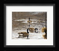North Carolina Geese Fine Art Print