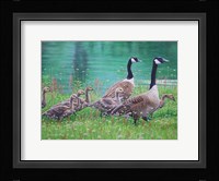 Goose Family Outing Fine Art Print