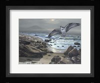 Osprey Fine Art Print