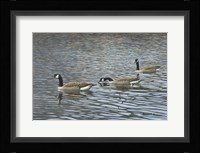 Follow Me Fine Art Print