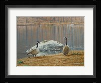 South Carolina Geese Framed Print