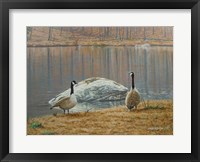 South Carolina Geese Framed Print