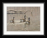 Early Spring Geese Trio Fine Art Print