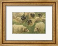 Black-Faced Ram and Sheep, 10 studies Fine Art Print
